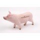 Trackable Animal - Pig - Sow