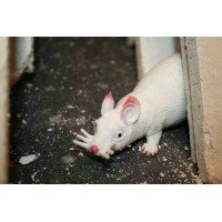 Grusel-Ratte, mit Geocaching Behälter - Weiss