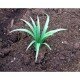 Tarn Nano, Gras Versteck
