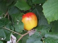 Geocaching-Apfel