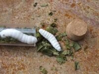 Reagenzglas Made - Grusel Geocache