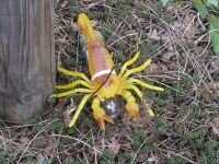 Skorpion - Versteck Buthus