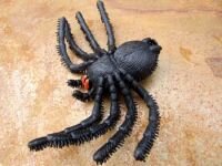 Geocache Behlter, Gruselspinne Cacharantula