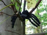 Geocache Behlter, Gruselspinne Cacharantula