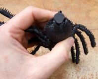 Geocache Behlter, Gruselspinne Cacharantula