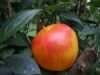 Geocaching-Apfel